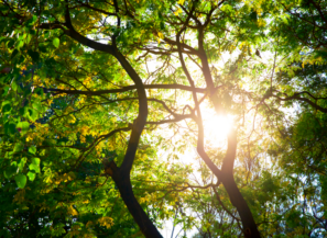 Sustainable Healthcare